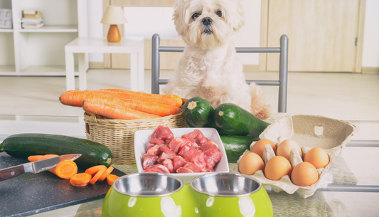 Can Fine Dining Really Improve Your Pet’s Health and Happiness?